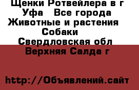 Щенки Ротвейлера в г.Уфа - Все города Животные и растения » Собаки   . Свердловская обл.,Верхняя Салда г.